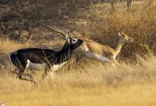 Black buck