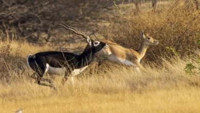 Black buck