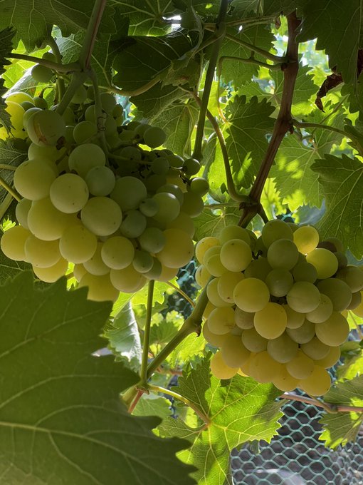 Grapes , Organic Farming 